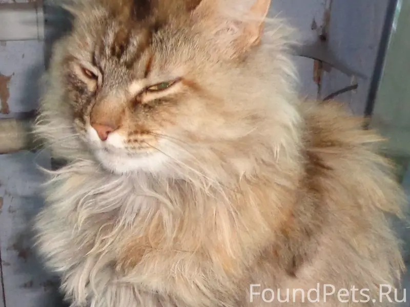 Пропала кошка, Морозовы Борки