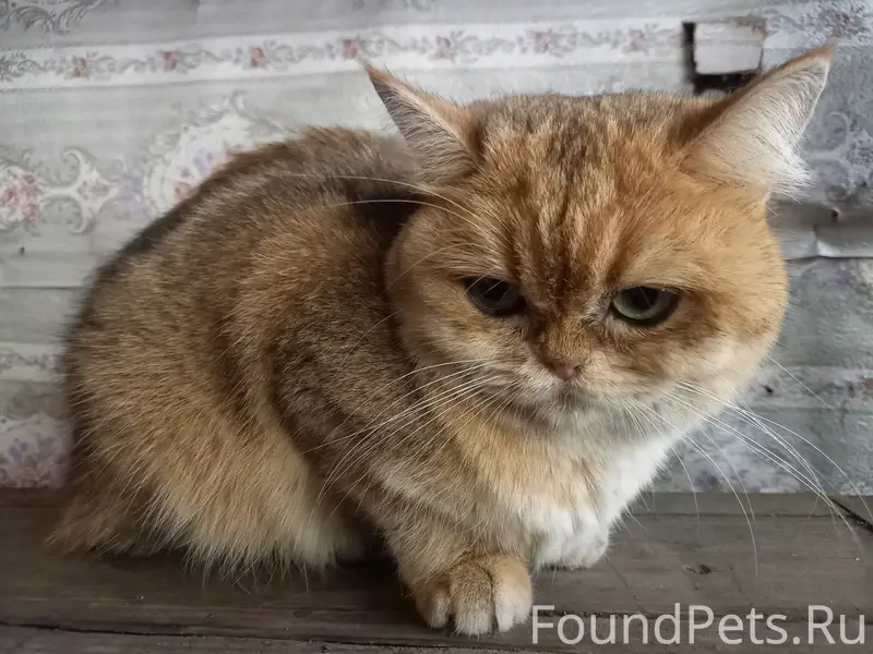 Найдена кошка, похожая на британскую золотую шиншиллу, Домодедово