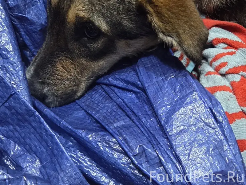 Найден щенок, Североморские причалы