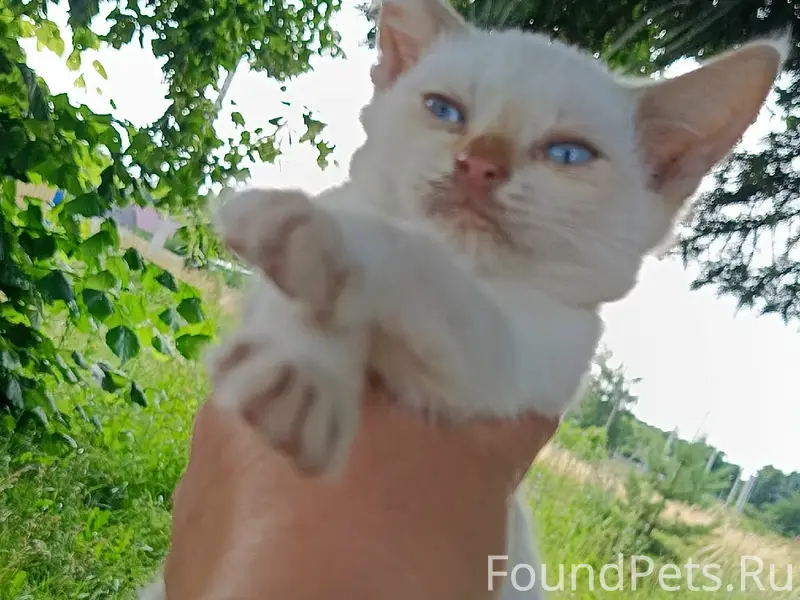 Пропали кошки и котята, Донской