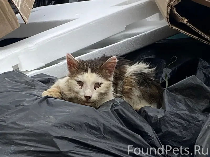 Найдена кошка, посёлок Авангард