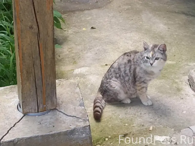 Найдена кошка, переулок Шангальский