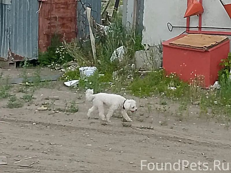 Найдена собака