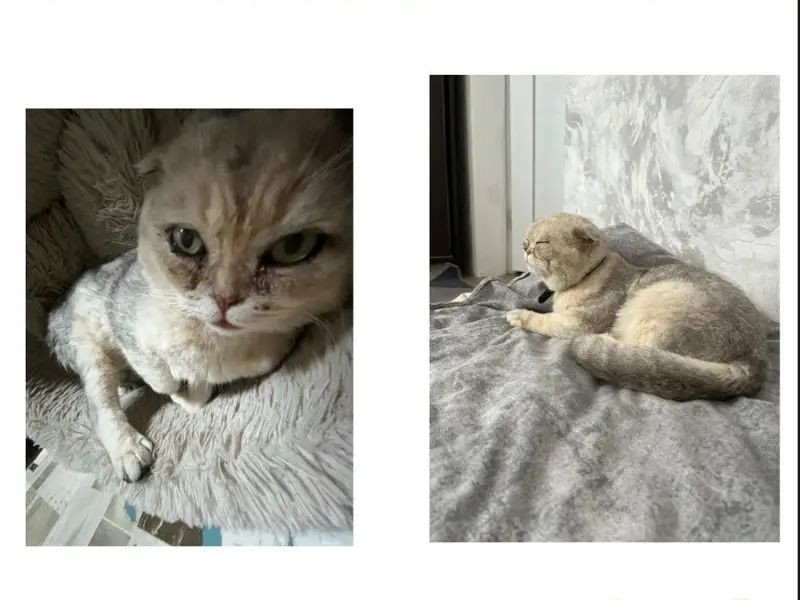 Пропал кот, город Новозыбков