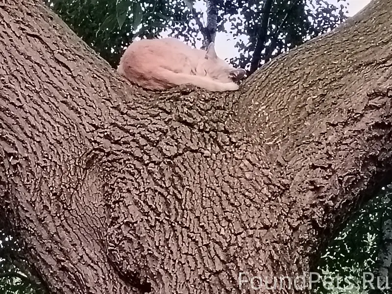 Найдена кошка