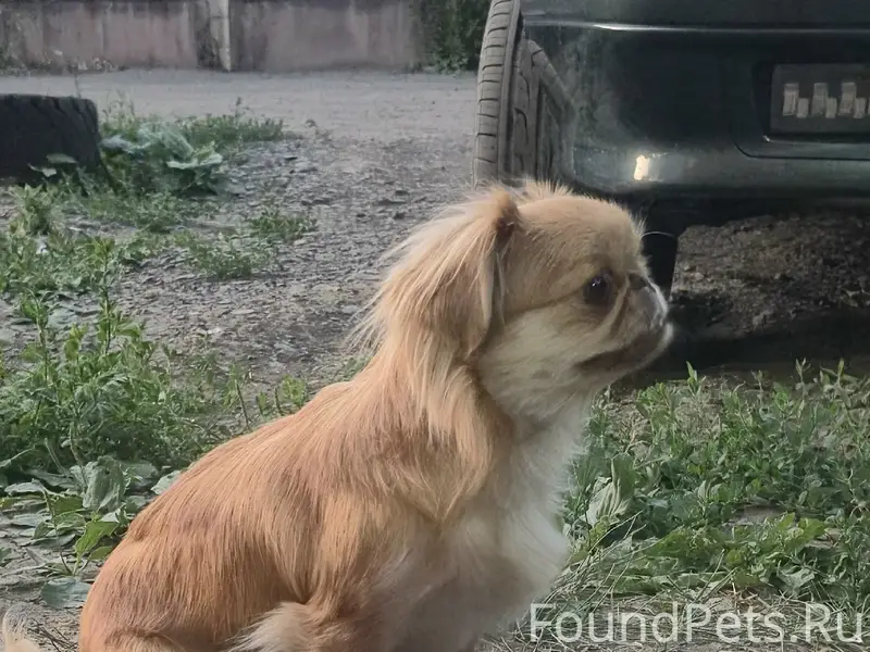 Найден породистый пёс, Таганрог, Менделеева 4