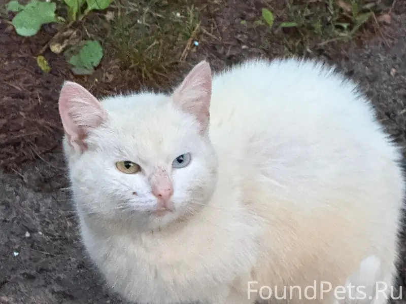 Найден белый котик с разноцветными глазами, Черный Дол