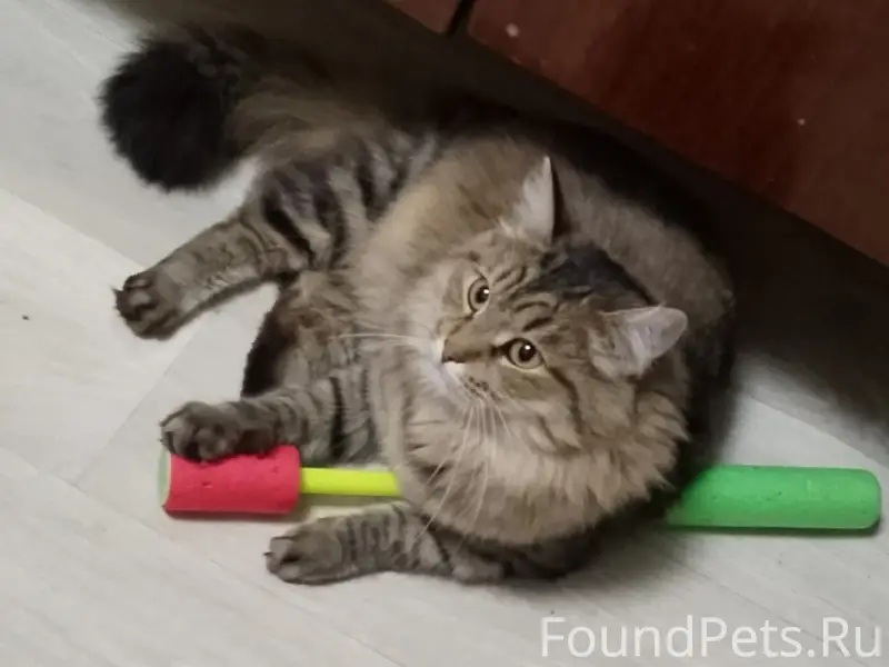 Пропала кошка, район Максима Горького
