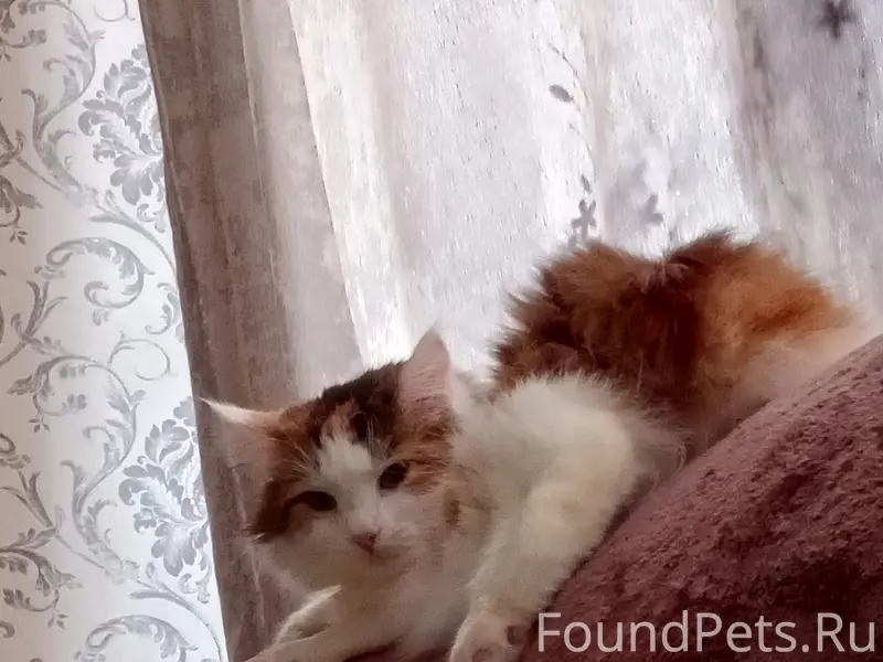 Пропала кошка без хвоста, кооперативная 148а