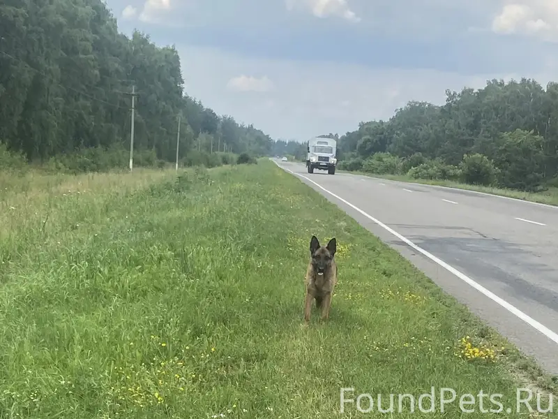 Найденна овчарка, Репьёвка, Воронежская область