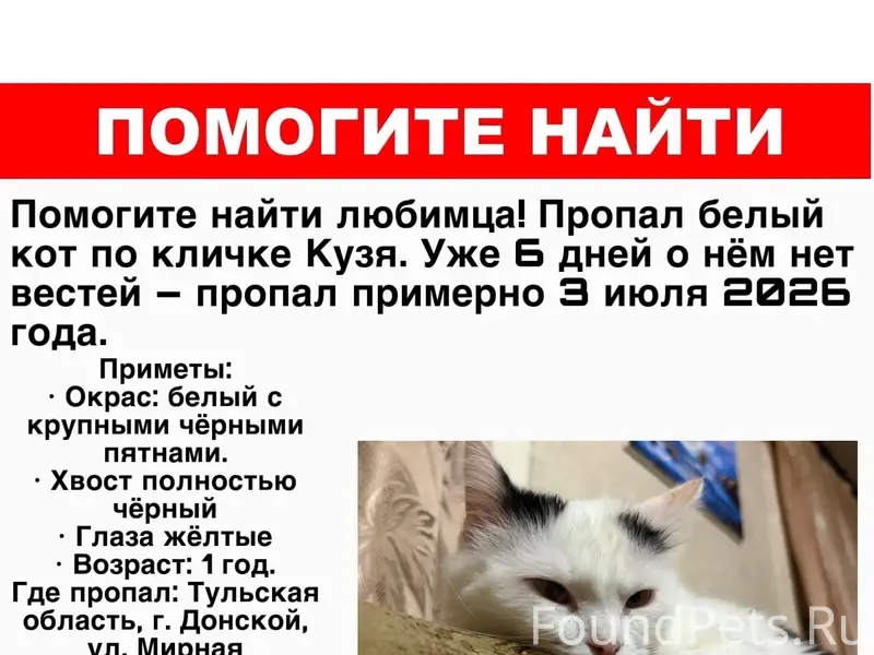Пропал кот Кузя, г. Донской