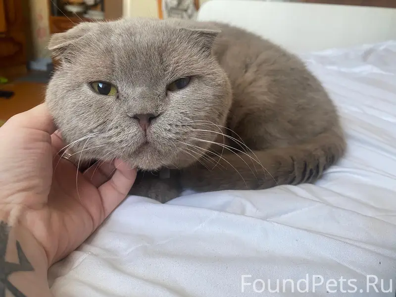 Пропал кот Котя, район ул. Студенческая 6