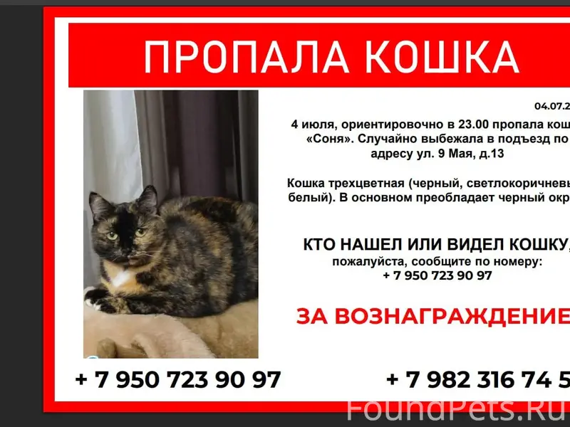 Пропала трёхцветная кошка Соня, ул. 9 Мая