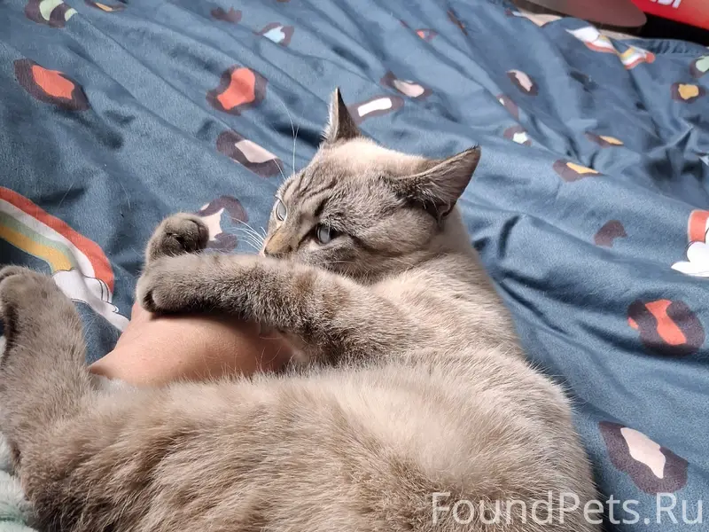 Пропал кот, район Новая Колония