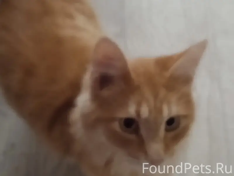 Пропал рыжий кот, неизвестен район