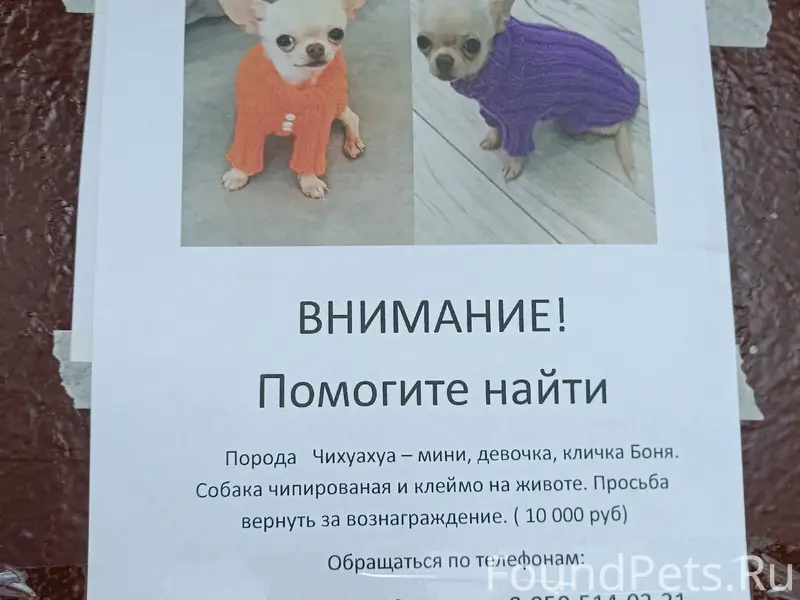 Пропала чихуахуа-мини Боня, седьмой микрорайон