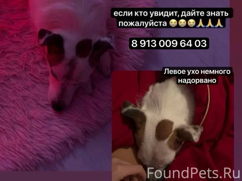 Пропала джек рассел терьер Мира, Бердск