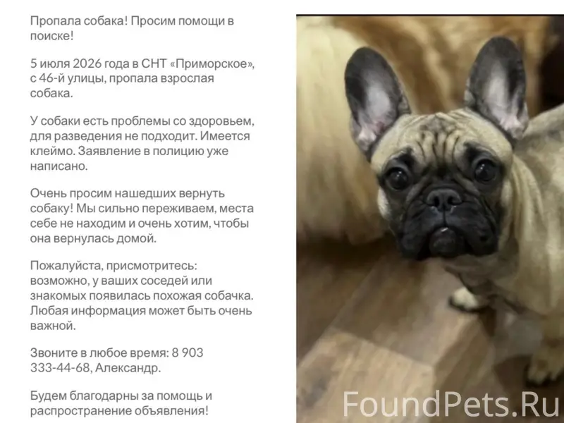 Пропала собака, снт «Приморское»