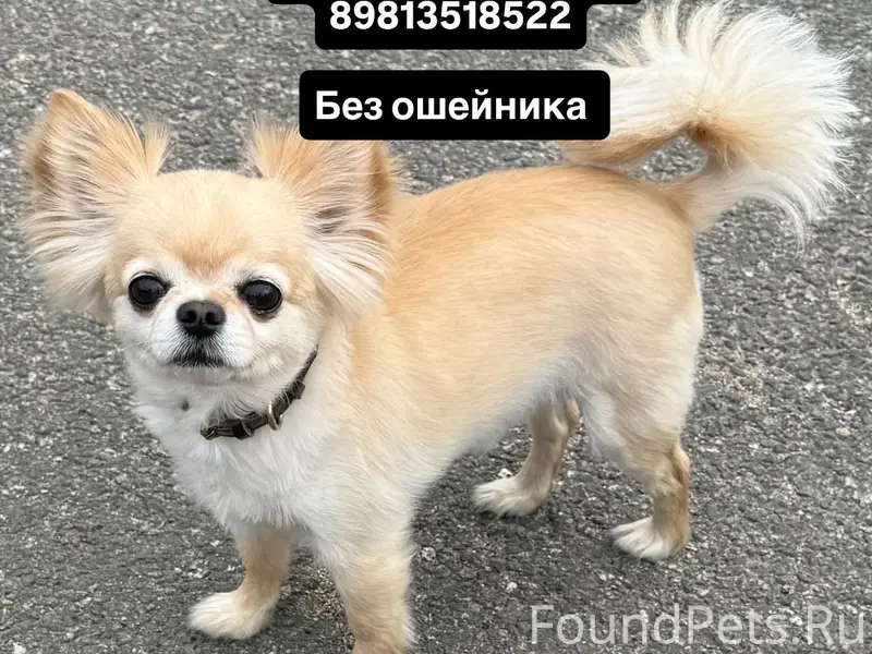 Пропала собака, Мурманская