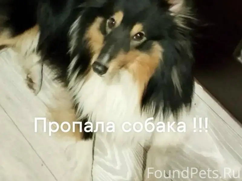 Пропала собака, мурманск