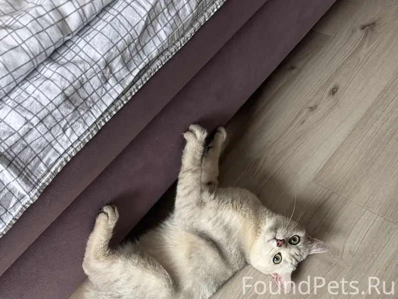 Найден кот, около декабристов 1
