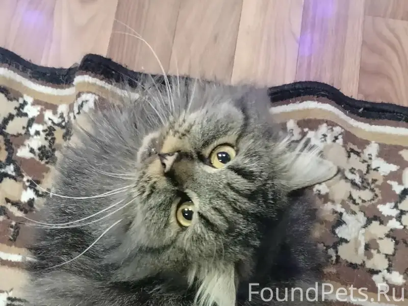 Пропал кот, Фрг, улица Данецкая