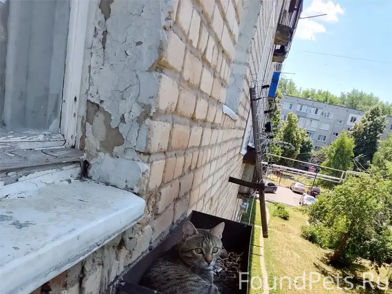 Пропал кот Тëма, рабочий городок