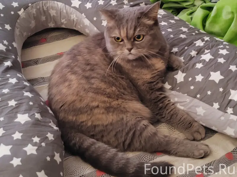 Пропала кошка, район Козловка