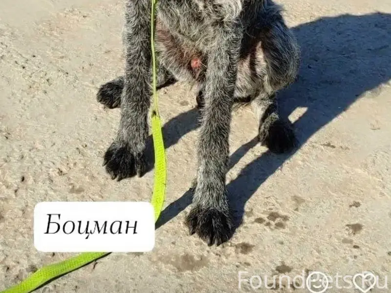 Пропала Драт Хаар, район ул. Минская - Попова