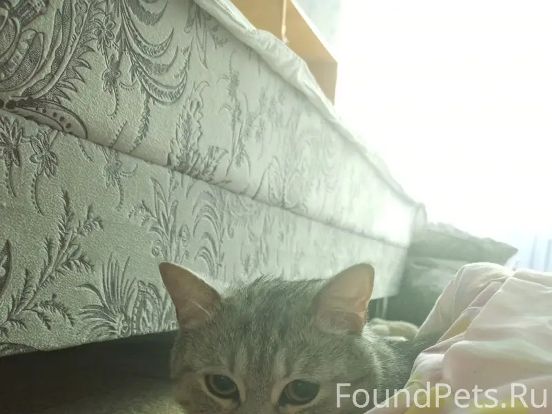 Пропал котёнок, Ленина 39