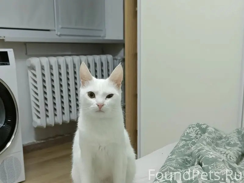Пропала кошка Соня, район Хрюкина