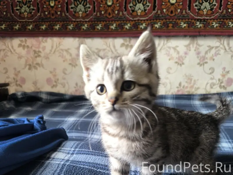 Пропал котёнок Семён, улица 9 Января