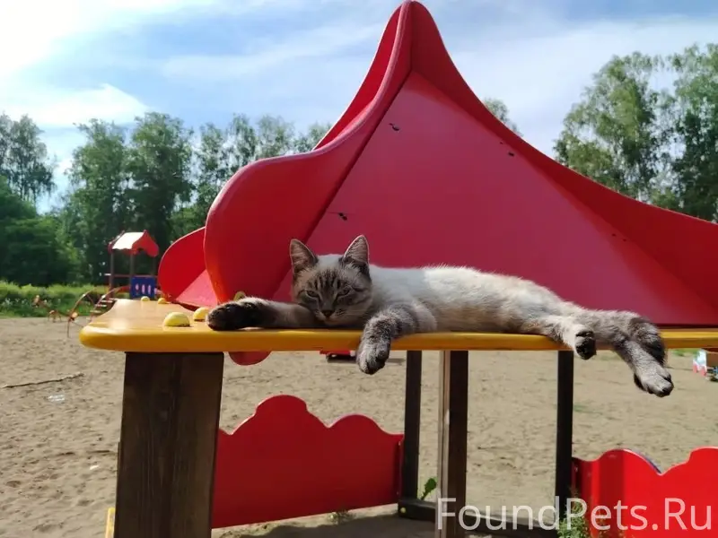 Пропал кот, Промышленная