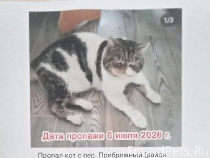 Пропал кот