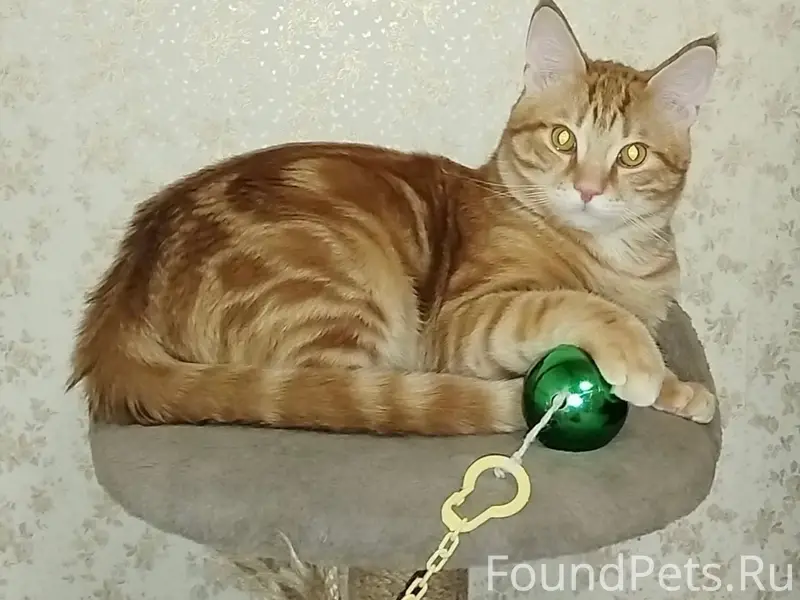 Пропал рыжий мраморный кот Лёва, Молодёжный