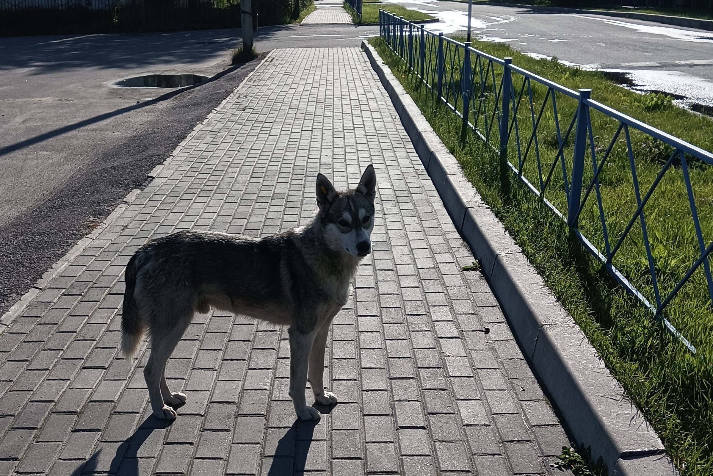 Найден пёс, возле кб