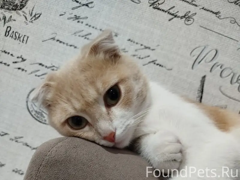 Пропал вислоухий кот Персик, ул. Торгунская
