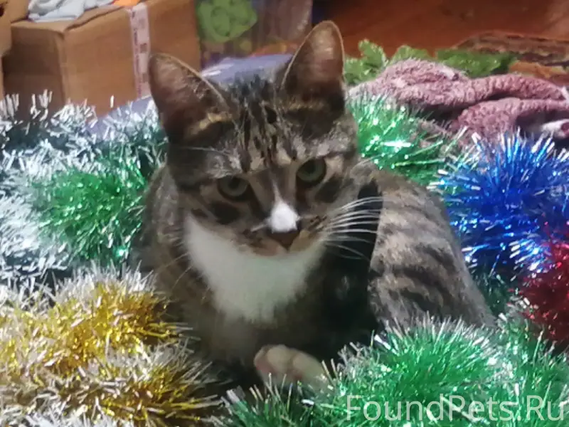 Пропал кот Тигра, Корнеева 5