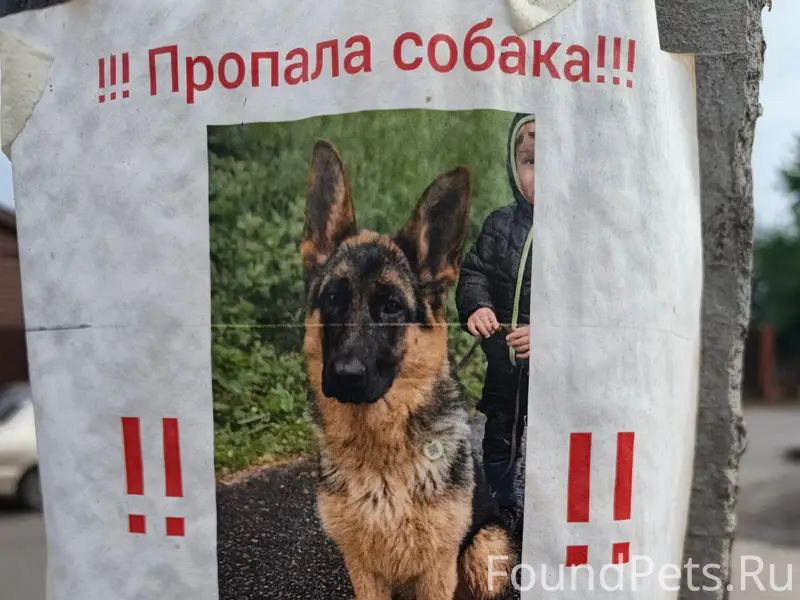 Пропала немецкая овчарка, Ногинск