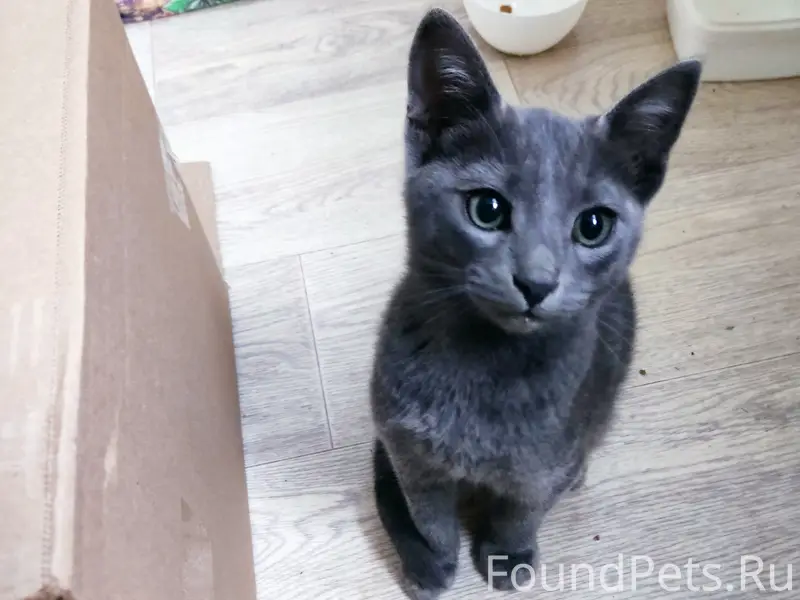 Найден серый дымчатый котенок
