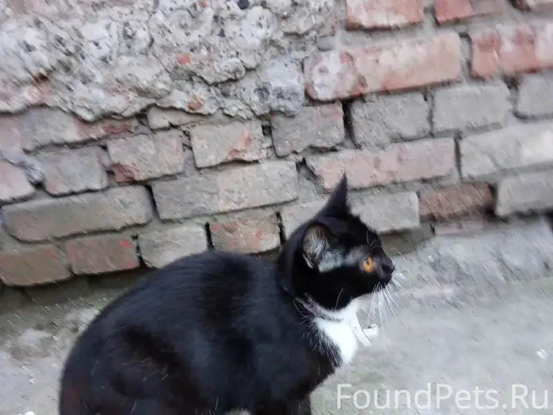 Найдена кошка, район Райкомхоза