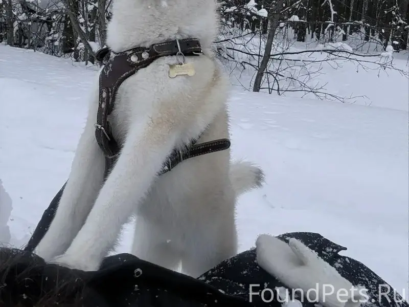 Пропала хаски Мила, Клементьевка
