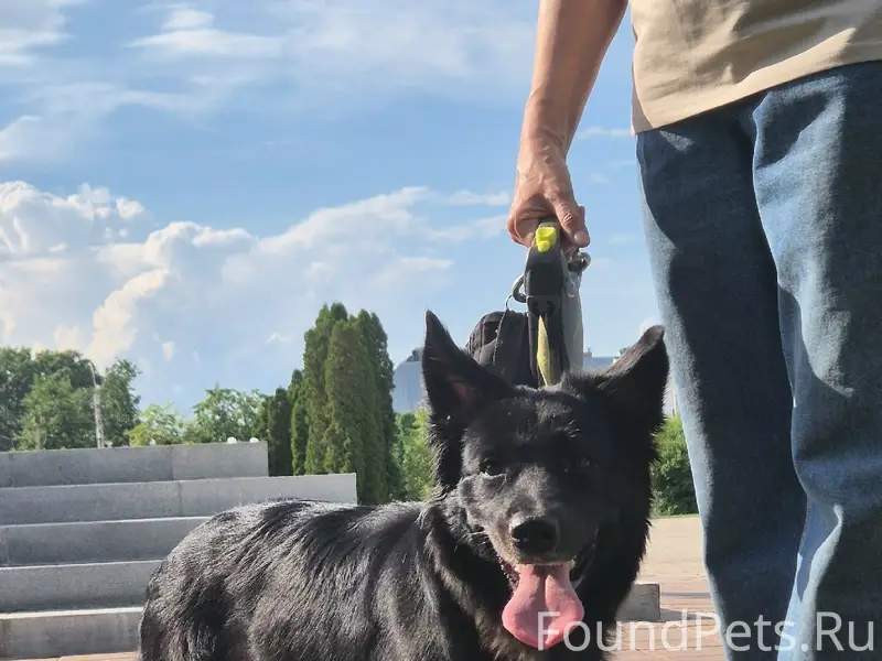 Найден щенок, Кострома