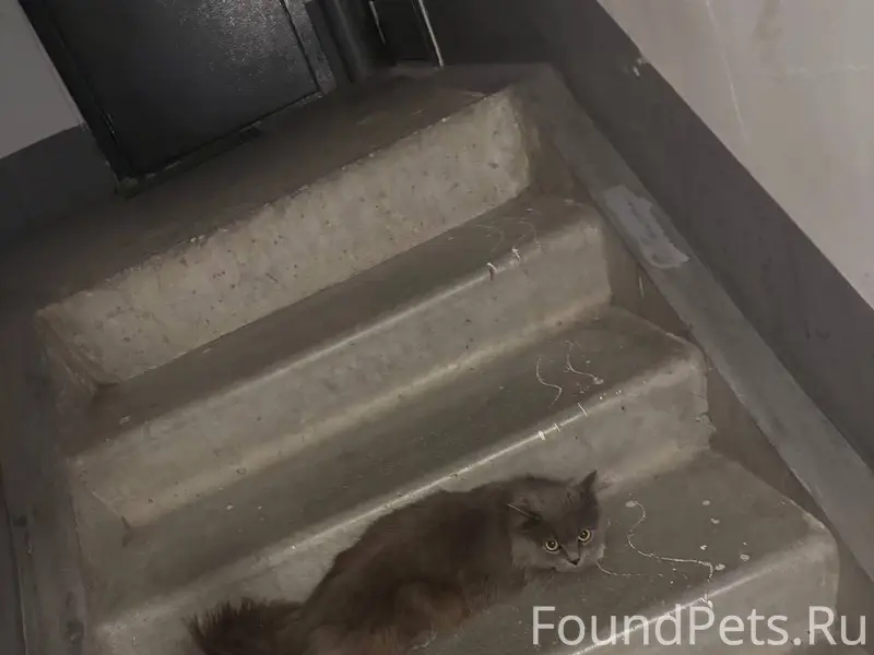 Найдена кошка, Краснопольский