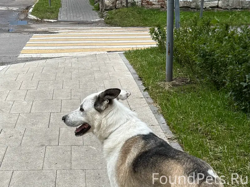 Найден тип собака, район глобуса, Коломна