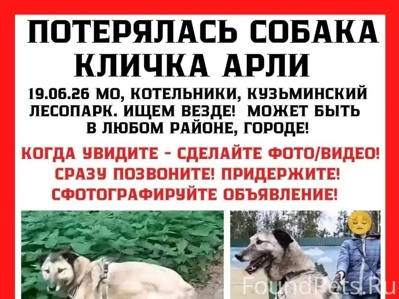 Пропал пёс Арли, Котельники (МО)