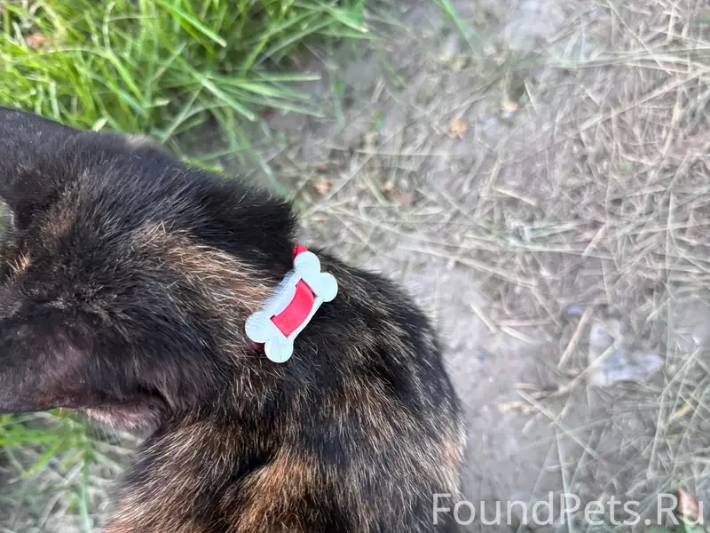 Найдена кошка, [перекресток улиц Блюхера и Ленина]