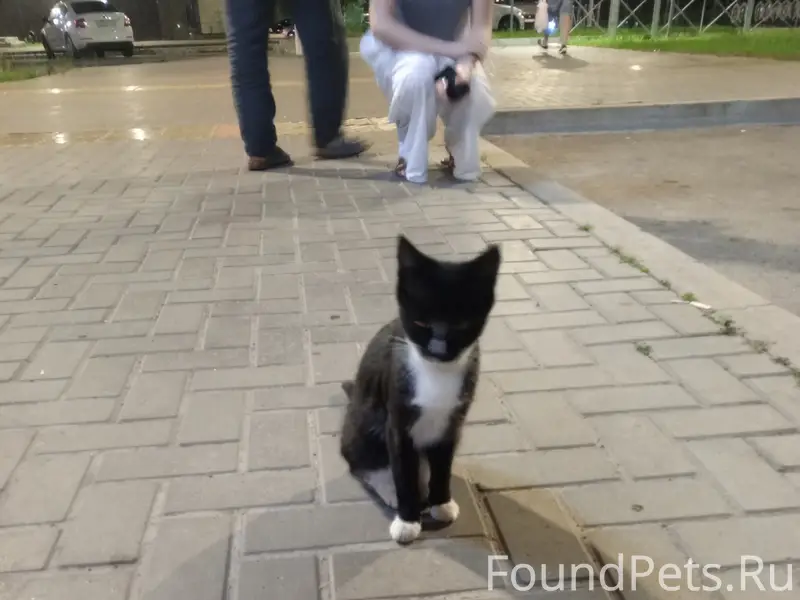 Найден котёнок-подросток, ГЭС