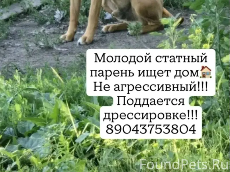 Найден пёс, Орджоникидзевский район