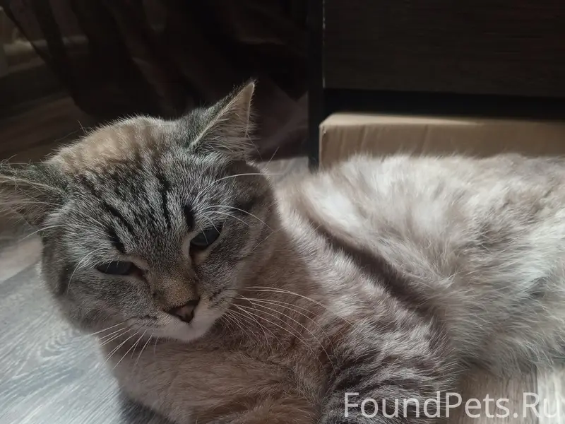 Найден кот, предположительно кастрирован